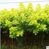 热销苗木 金叶复叶槭 彩叶植物 园林绿化工程 新优品种 规格齐全