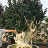 紫薇古树桩盆景 西安紫薇老桩景头报价福建紫薇盆景基地 紫薇古桩