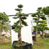 新艺园林造型盆景树桩榆树盆景榔榆造型树室外庭院别墅大型景观树