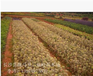 鸢尾 黄花鸢尾 蓝花鸢尾 湖南鸢尾图2