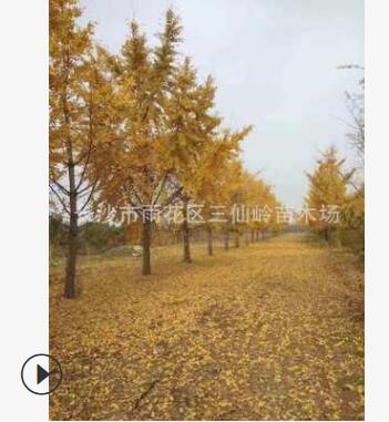 12-20公分行道树银杏，湖南银杏树苗 嫁接银杏图3