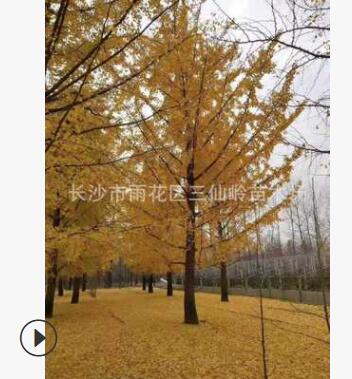 12-20公分行道树银杏，湖南银杏树苗 嫁接银杏图2