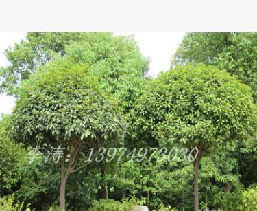 桂花价格胸径8公分冠幅2.5米树形优美的桂花苗木批发图3