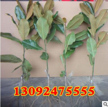 批发 广玉兰树苗 广玉兰小苗 庭院苗木规格齐全 绿化苗木苗图2