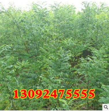 绿化苗木批发 国槐树苗 国槐小苗 速生国槐苗 大小规格齐全图3