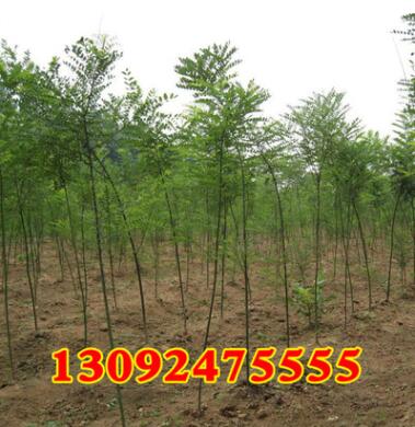 绿化苗木批发 国槐树苗 国槐小苗 速生国槐苗 大小规格齐全图2