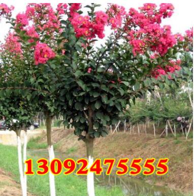 速生紫薇价格 红花紫薇苗 紫薇苗批发 红火箭紫薇小苗规格齐全图3