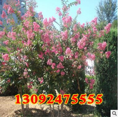 速生紫薇价格 红花紫薇苗 紫薇苗批发 红火箭紫薇小苗规格齐全图2