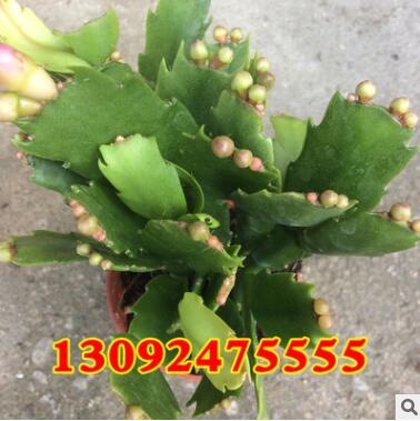 批发办公室多肉植物盆栽蟹爪兰 蟹爪莲花卉盆景 易成活当年开花图2