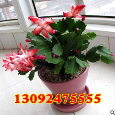 批发办公室多肉植物盆栽蟹爪兰 蟹爪莲花卉盆景 易成活当年开花图3