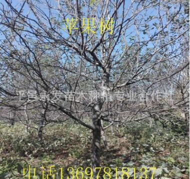 直销苹果树7公分8公分9公分粗红富士苹果树占地绿化用苹果树批发图2