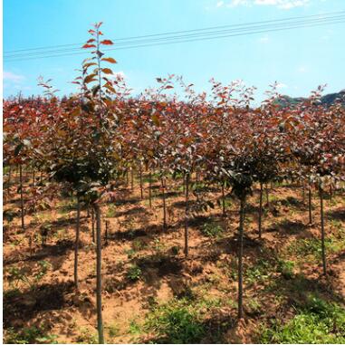 出售单杆红叶榆叶梅，红火榆叶梅，独干榆叶梅图2