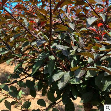 出售单杆红叶榆叶梅，红火榆叶梅，独干榆叶梅图3