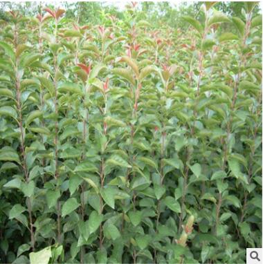 苗圃销售海棠苗 嫁接海棠树苗 山东海棠苗工程绿化树苗量大优惠图3