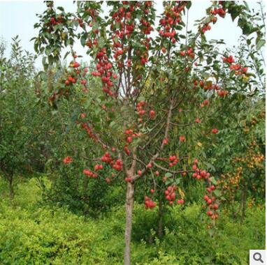 苗圃销售海棠苗 嫁接海棠树苗 山东海棠苗工程绿化树苗量大优惠图2