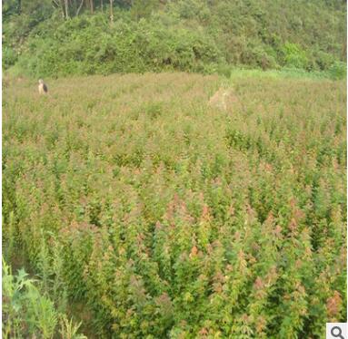 苗圃供应五角枫树苗城市绿化五角枫小苗批发山东五角枫基地图3