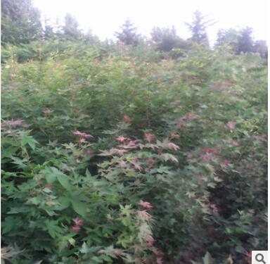 苗圃供应五角枫树苗城市绿化五角枫小苗批发山东五角枫基地图2