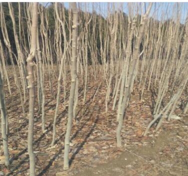 苗圃现货供应杜仲苗2公分杜仲苗价格批发杜仲小苗量大优惠图3