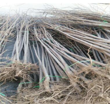 苗圃现货供应杜仲苗2公分杜仲苗价格批发杜仲小苗量大优惠图2