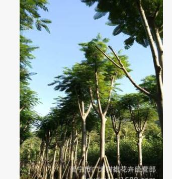 凤凰木价格 行道树 风景树批发 绿化苗木图2