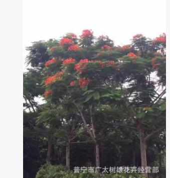 凤凰木价格 行道树 风景树批发 绿化苗木图3