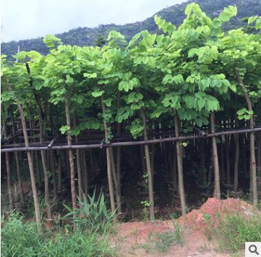 羊蹄甲园林绿化苗木 羊蹄甲大红花批发图2
