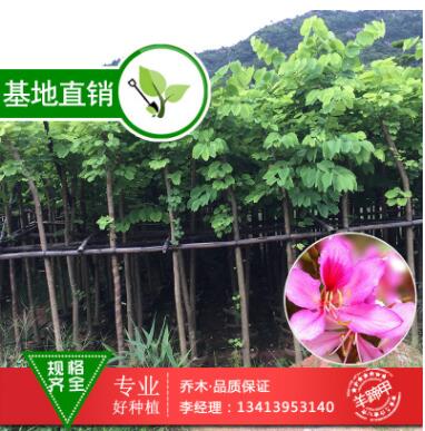 羊蹄甲园林绿化苗木 羊蹄甲大红花批发图3