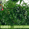 美国山核桃树苗 盆栽核桃树苗 庭院绿植 南北方种植 当年结果