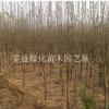 垂丝海棠绿化苗木