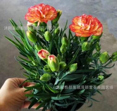 批发康乃馨盆栽 花卉植物 母爱象征 母亲节礼物 室内花卉绿植图3