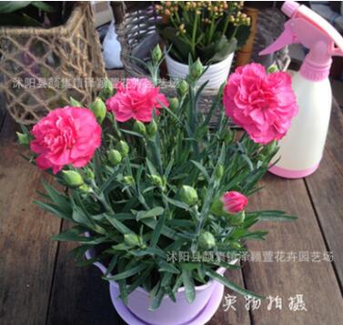 批发康乃馨盆栽 花卉植物 母爱象征 母亲节礼物 室内花卉绿植图2