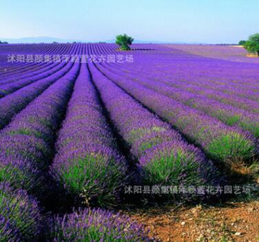 批发普罗旺斯熏衣草种子 法国薰衣草种子四季播种 香草种子