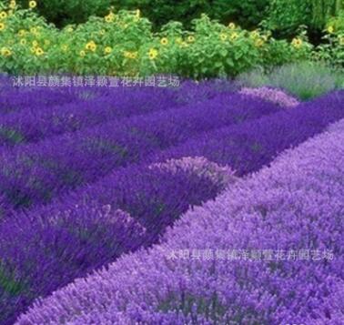 批发普罗旺斯熏衣草种子 法国薰衣草种子四季播种 香草种子图3