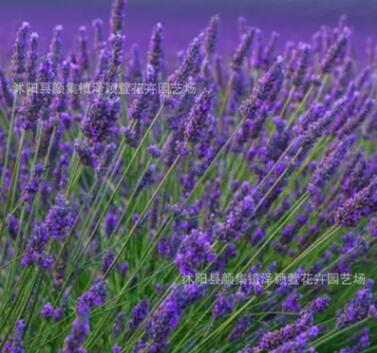 批发普罗旺斯熏衣草种子 法国薰衣草种子四季播种 香草种子图2