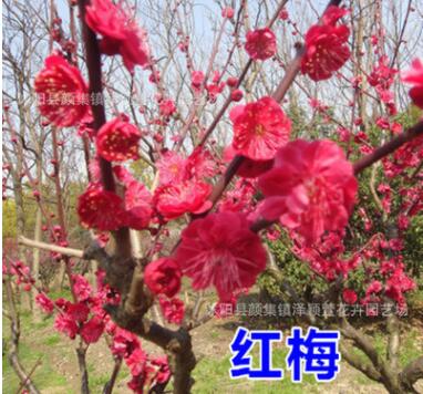 批发红梅树苗 红梅苗 观赏植物 耐寒梅花树 观赏植物红梅小苗树苗图2