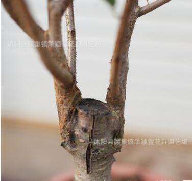 批发红梅树苗 红梅苗 观赏植物 耐寒梅花树 观赏植物红梅小苗树苗图3