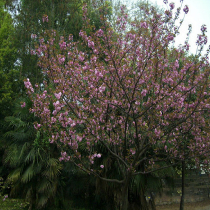 日本樱花濮阳迪森苗木