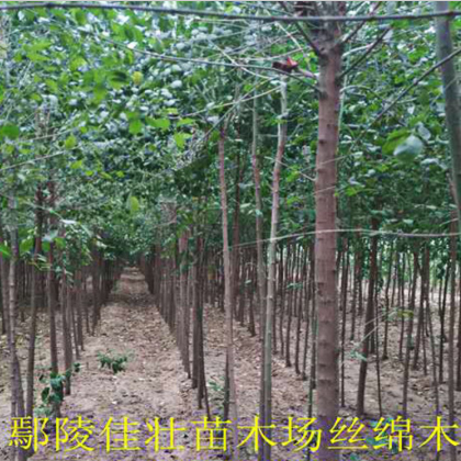 丝棉木 丝棉木种植基地 规格全 易成活