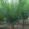 红梅 红梅原产地 适应性强 成活率高 鄢陵佳壮苗木基地