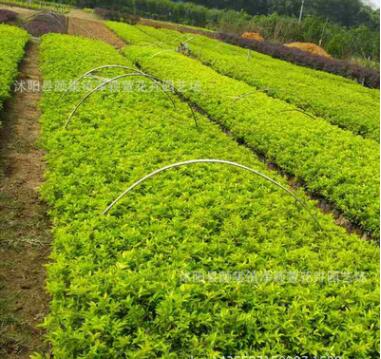 基地直销 金叶女贞小苗 工程绿化用苗 大苗 小苗 女贞苗木