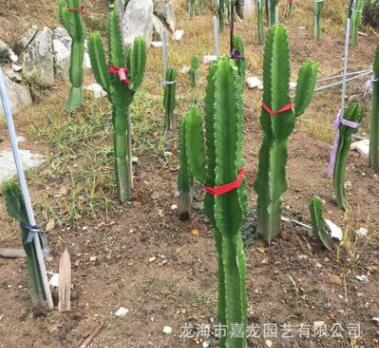 大戟阁 冲天阁 带手臂仙人掌 咖啡厅服装店 韩国i热门仙人柱图2