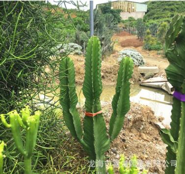 大戟阁 冲天阁 带手臂仙人掌 咖啡厅服装店 韩国i热门仙人柱图3