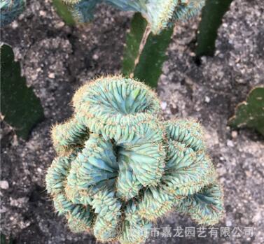 龙神木缀化仙人球 沙生多肉植物 嫁接 品种奇趣美观盆栽花卉绿植图3