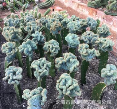 龙神木缀化仙人球 沙生多肉植物 嫁接 品种奇趣美观盆栽花卉绿植图2