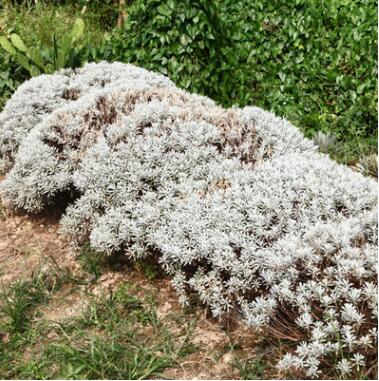 铁树芙蓉菊观赏常绿植物户外室内植物盆栽盆景庭院景观设计施工图3