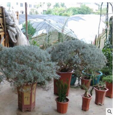 铁树芙蓉菊观赏常绿植物户外室内植物盆栽盆景庭院景观设计施工图2