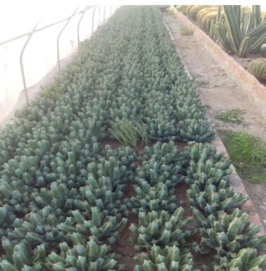 白角麒麟大戟科 现代沙漠植物馆展览景观布置 生态园 植物园施工