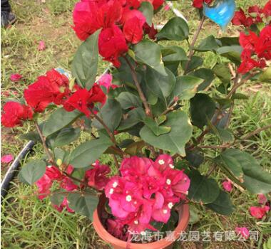 潮州红庭院室内红色三角梅常年开花园林绿化观赏植物盆栽厂家