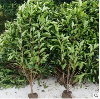 基地直销法国冬青常绿篱笆珊瑚树各种工程绿化灌木品种齐全图3