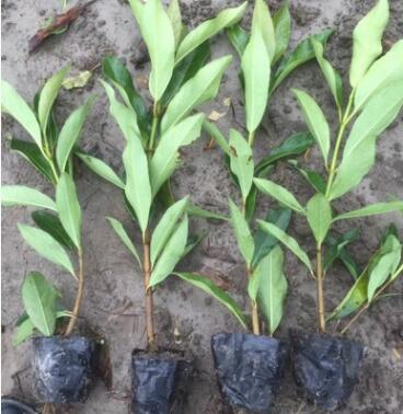 基地直销法国冬青常绿篱笆珊瑚树各种工程绿化灌木品种齐全图2